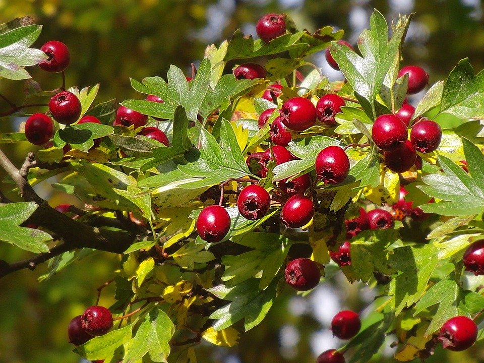 Weissdorn Crataegus Marien Apotheke Linnich
